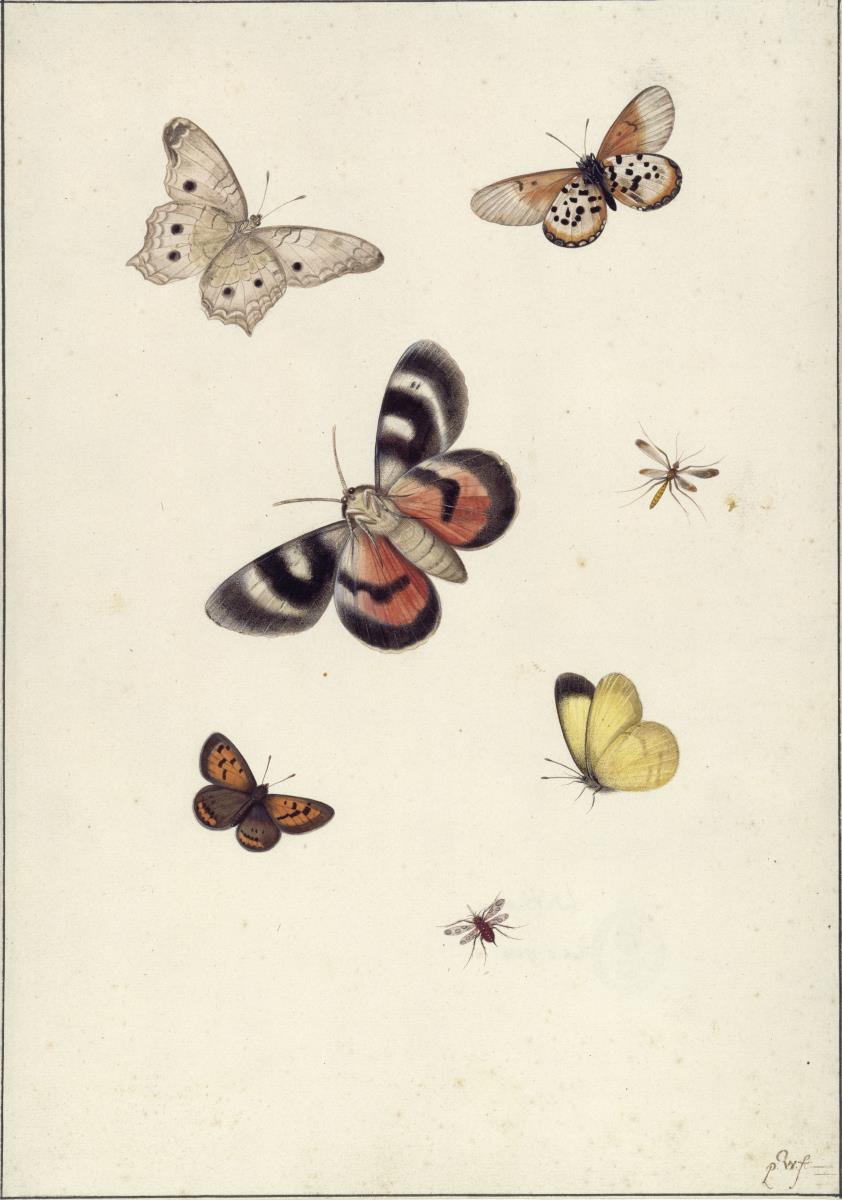 Schmetterlinge und Wespen