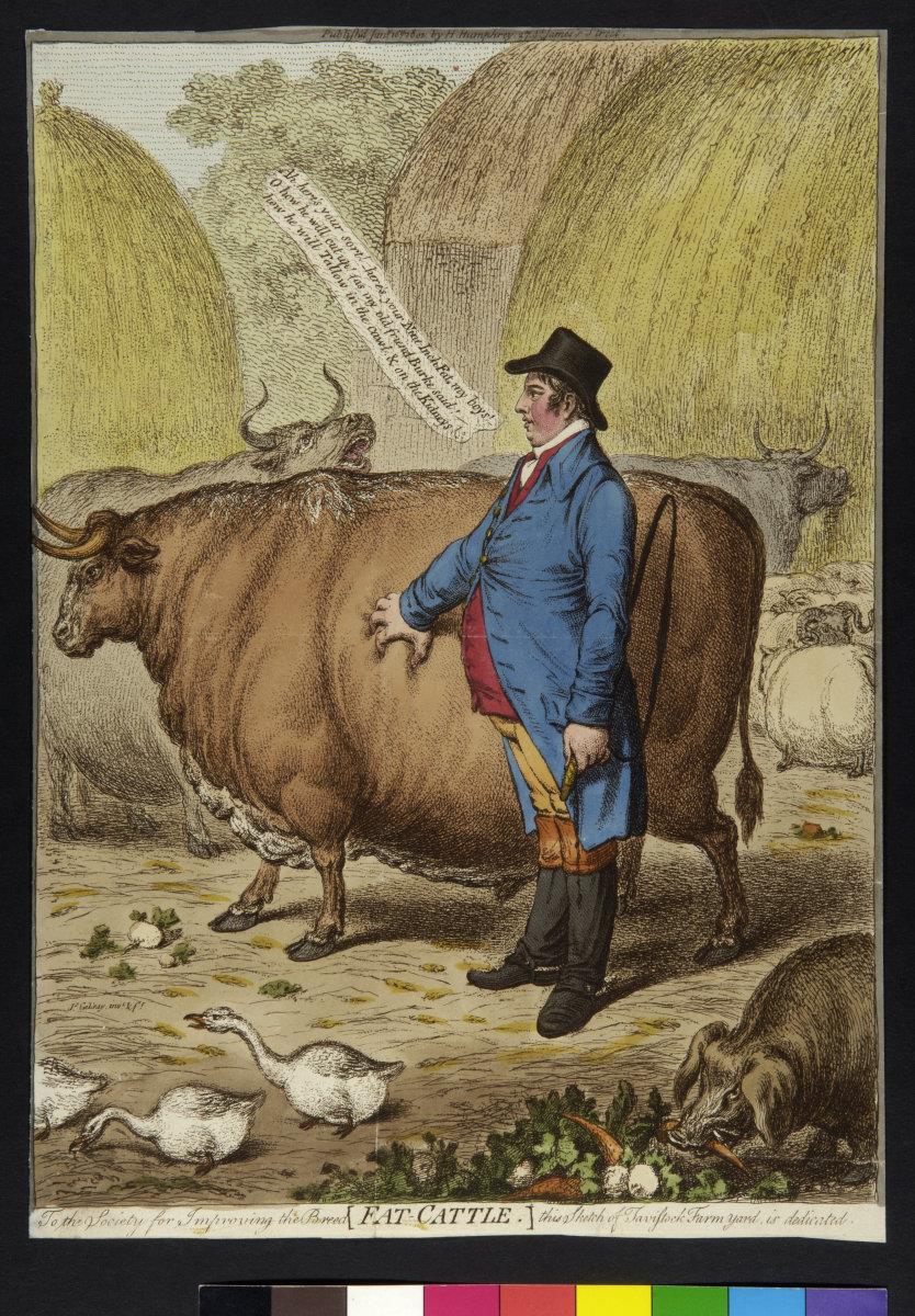 Fat-cattle