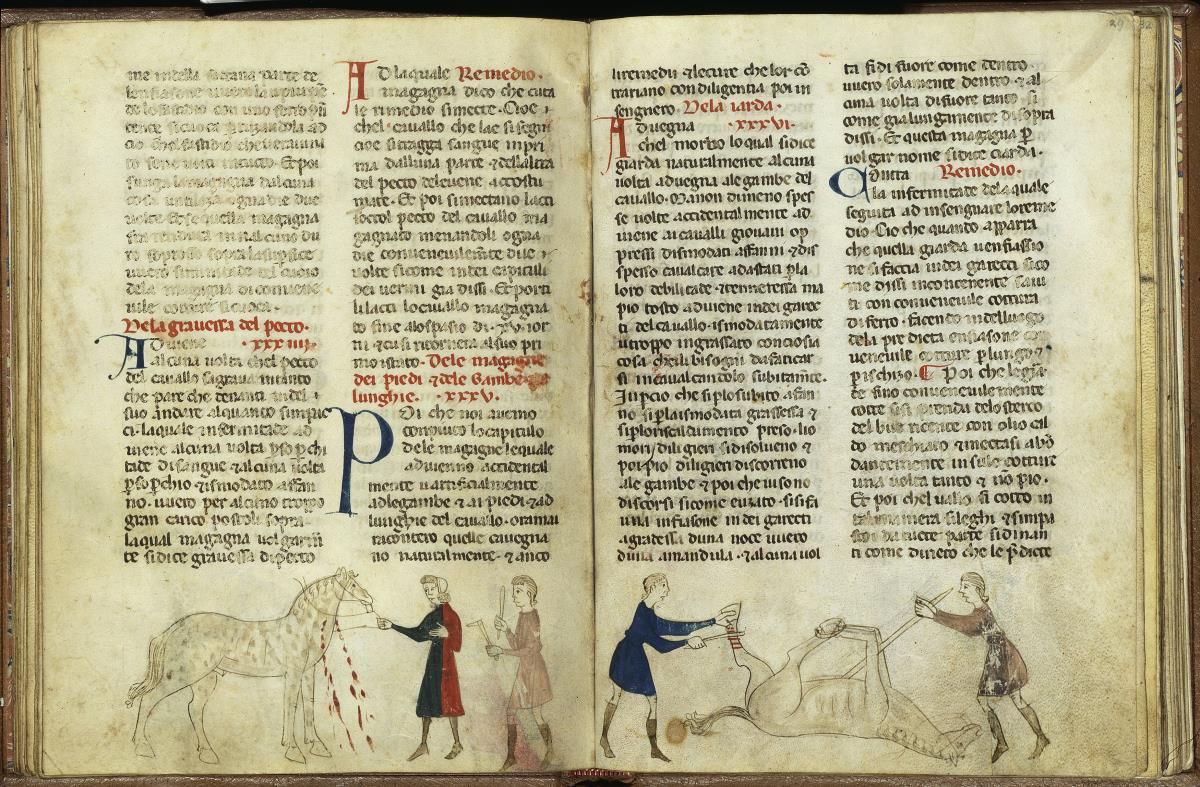 Giordano Rosso, Libro delle Mariscalcie dei cavalli. Pferd, das am Hals beidseitig zur Ader gelassen wird