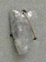 V C 3923