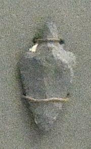 V C 3928