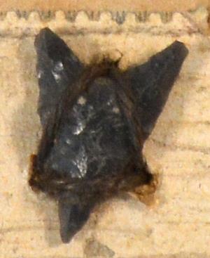 V C 7404