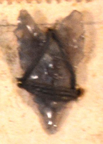 V C 7442