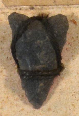 V C 7448