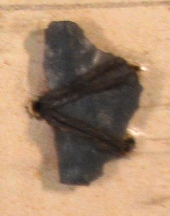 V C 7498