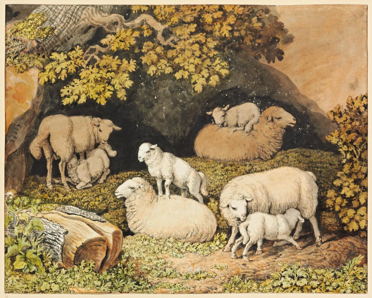 Gruppe von Schafen vor überschattetem Felsen