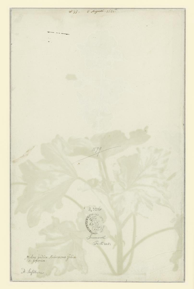Indische Malve