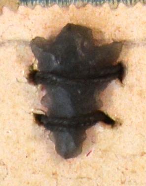 V C 7697