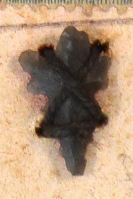 V C 7699