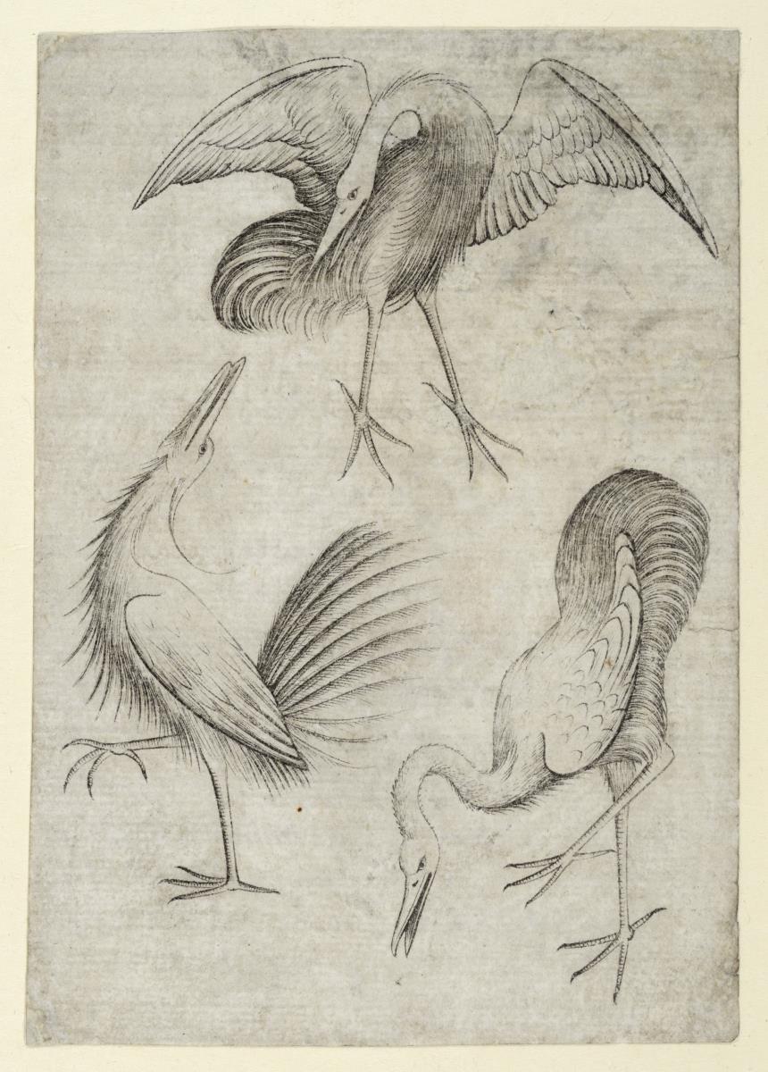 Vogel-Drei