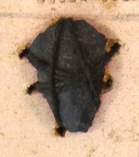 V C 7952