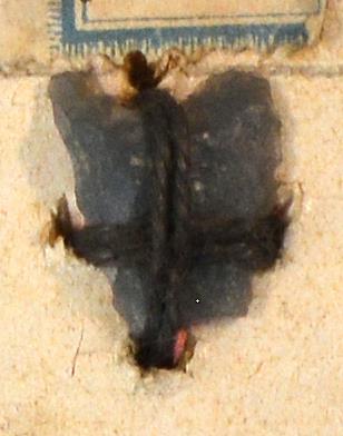 V C 7987