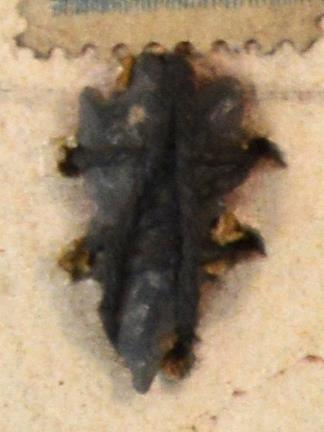 V C 8148