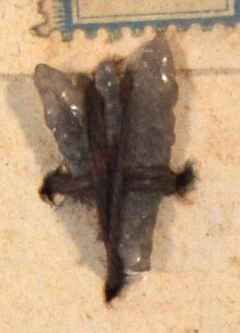 V C 8239