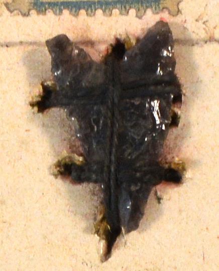 V C 8094
