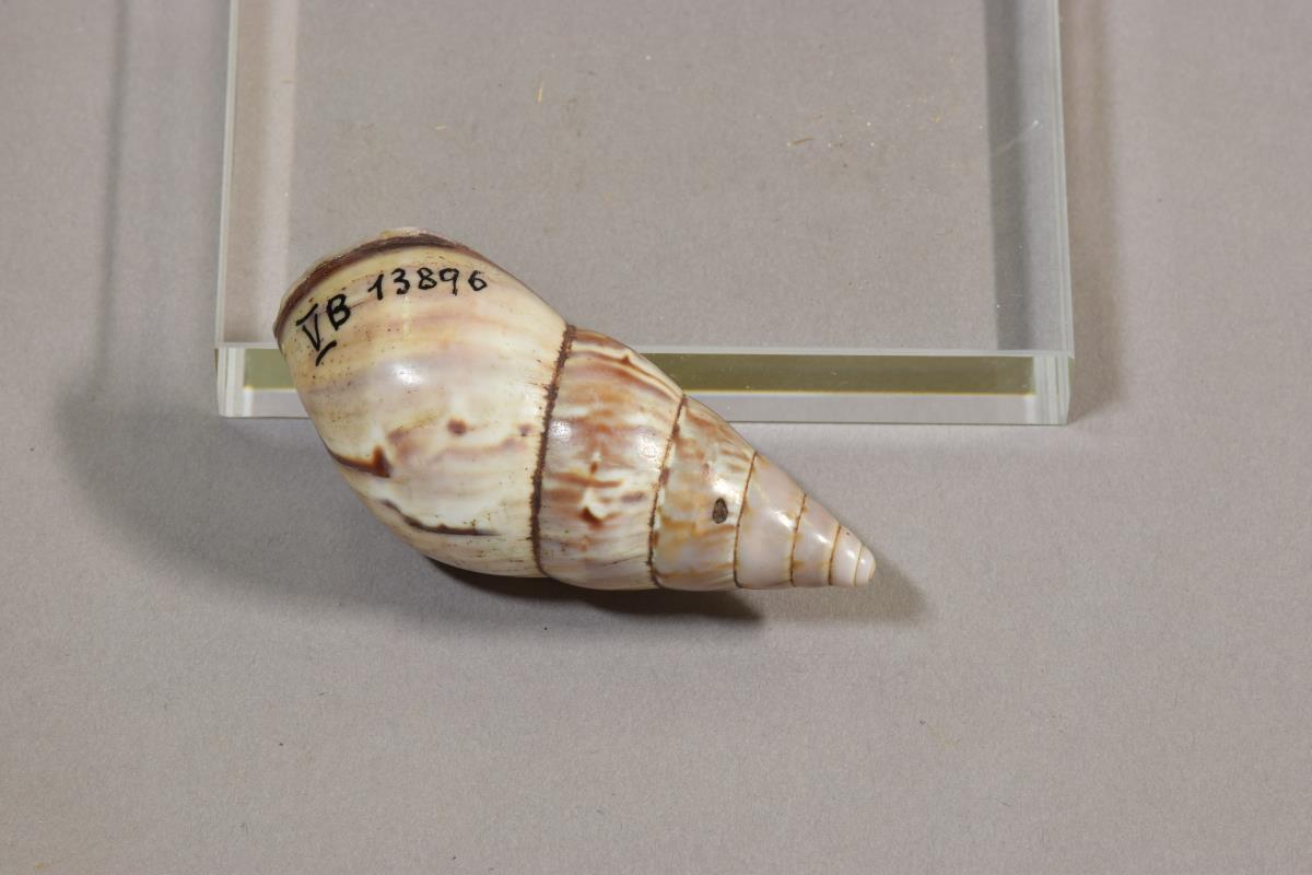 V B 13896