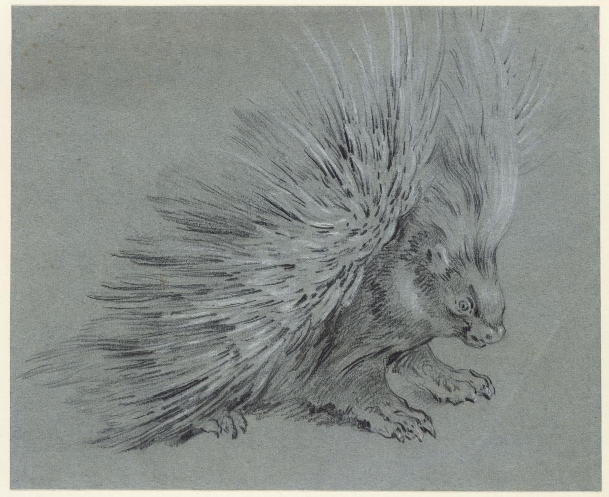 Stachelschwein