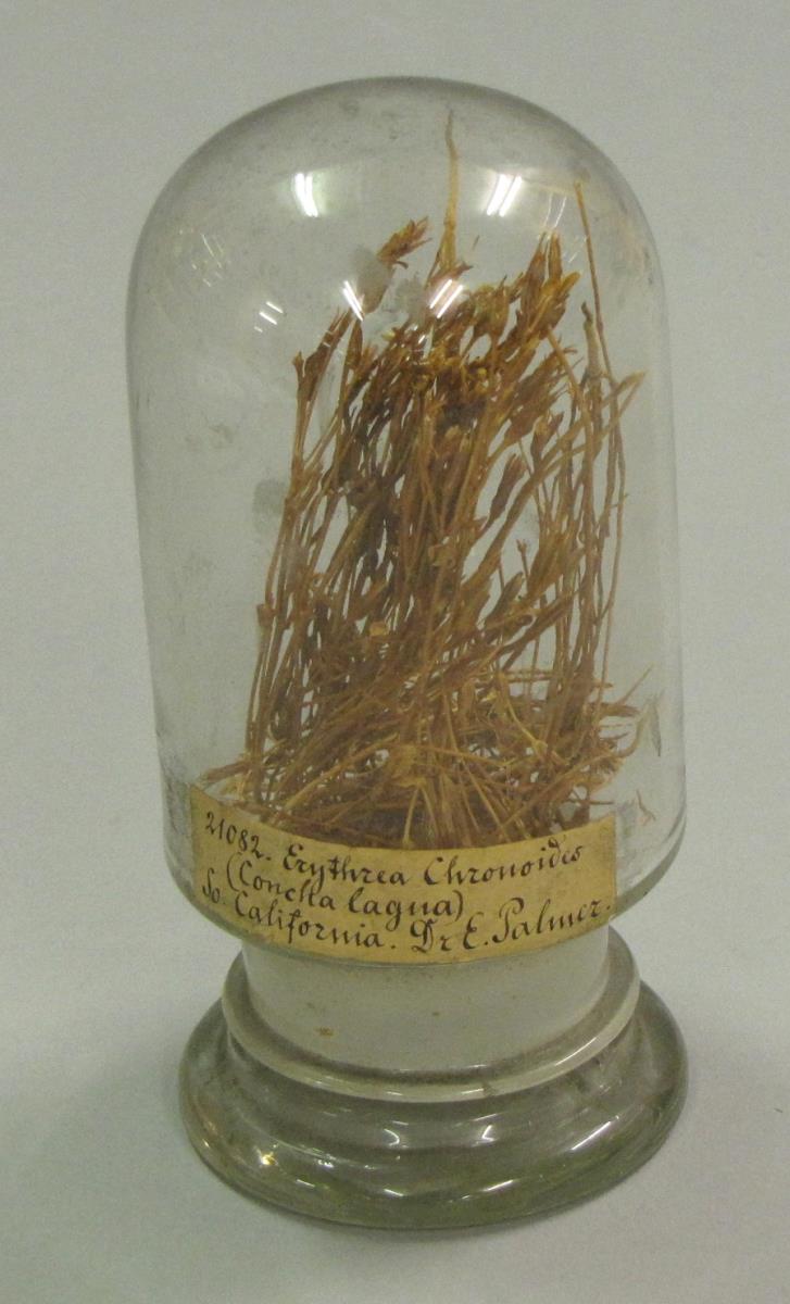 Erythr(a)ea Chronoides (Concha lagua)