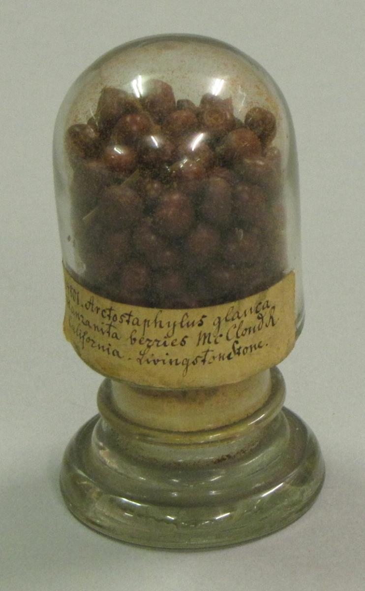Arctostaphylos glauca (vmtl.)