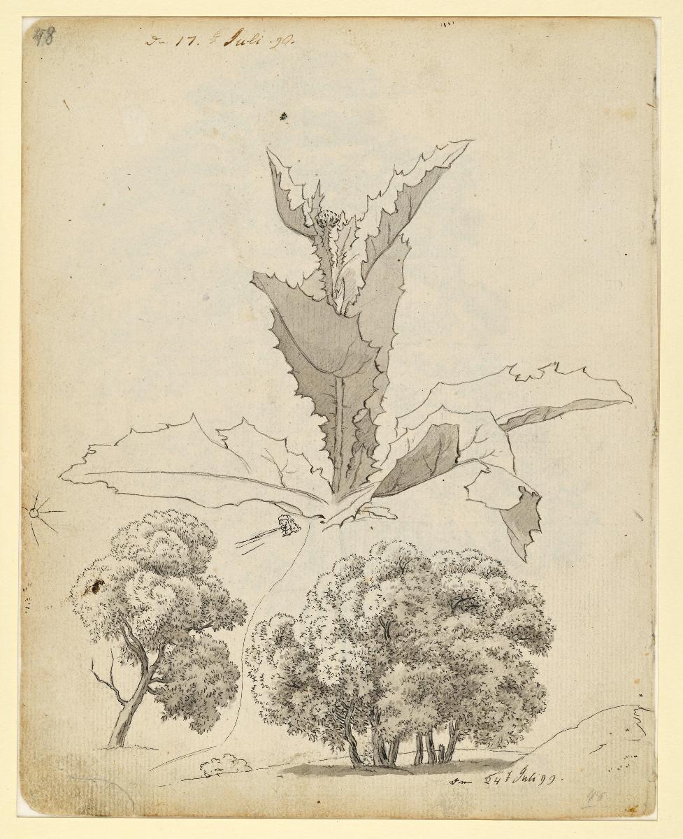 Distel und zwei Baumstudien