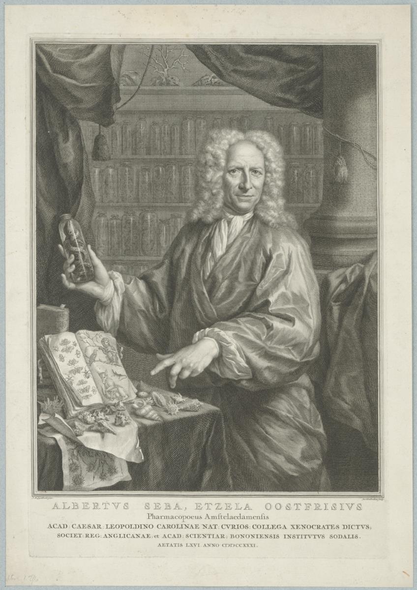 Porträt des Albertus Seba