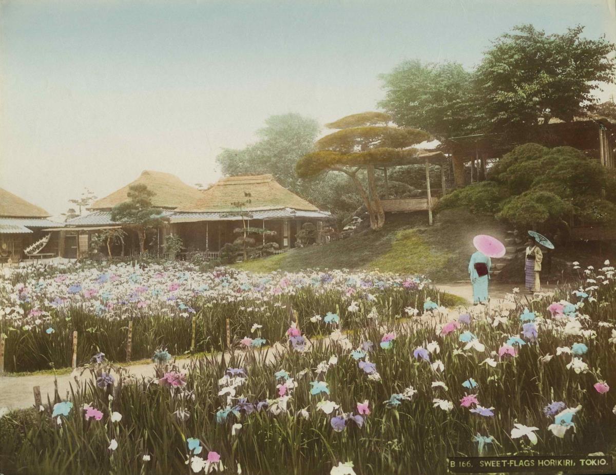 Irisblüte in einem Park