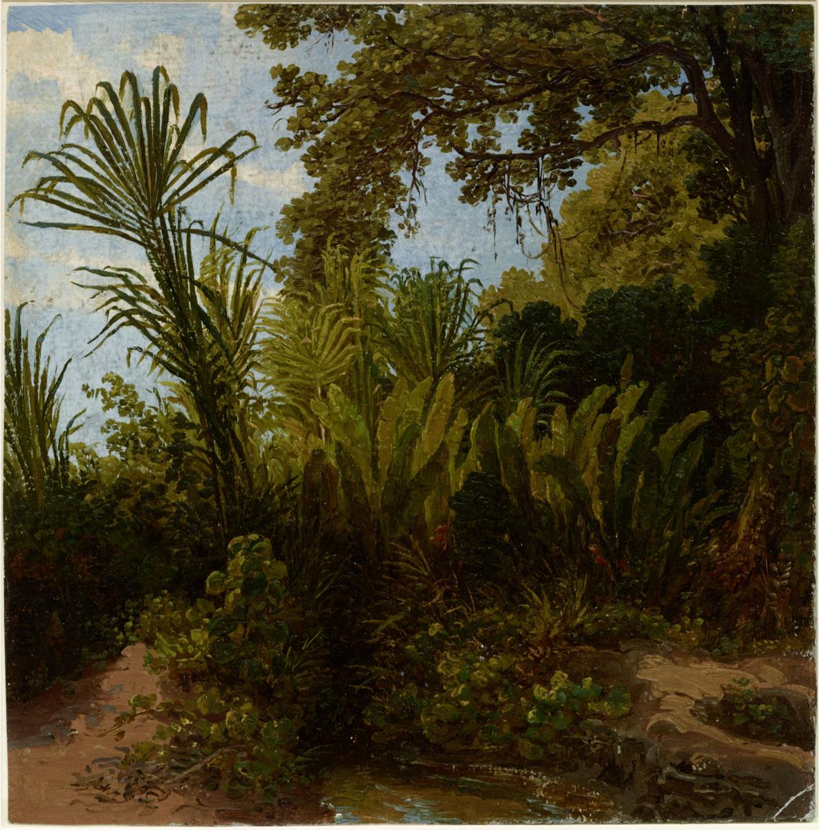Canna brava und Heliconien im Tal von Aragua