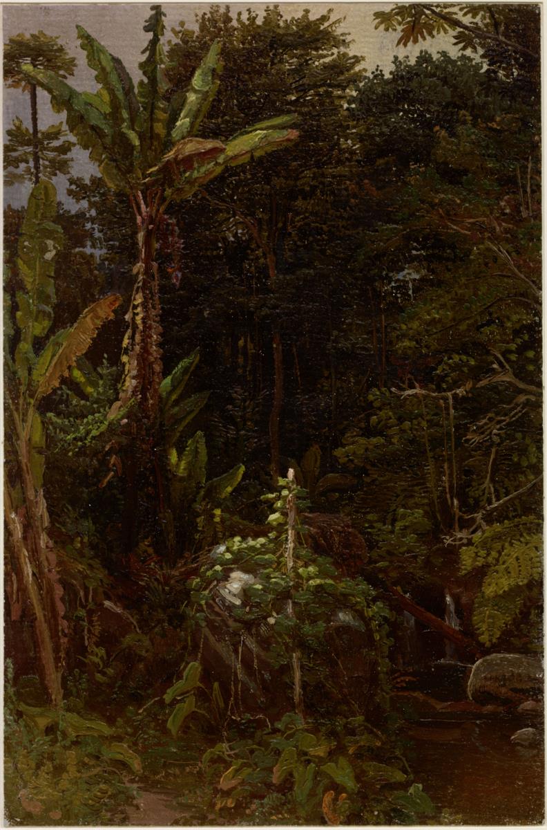 Lechosa und Plantanosbäume mit einem Arum im Vordergrund