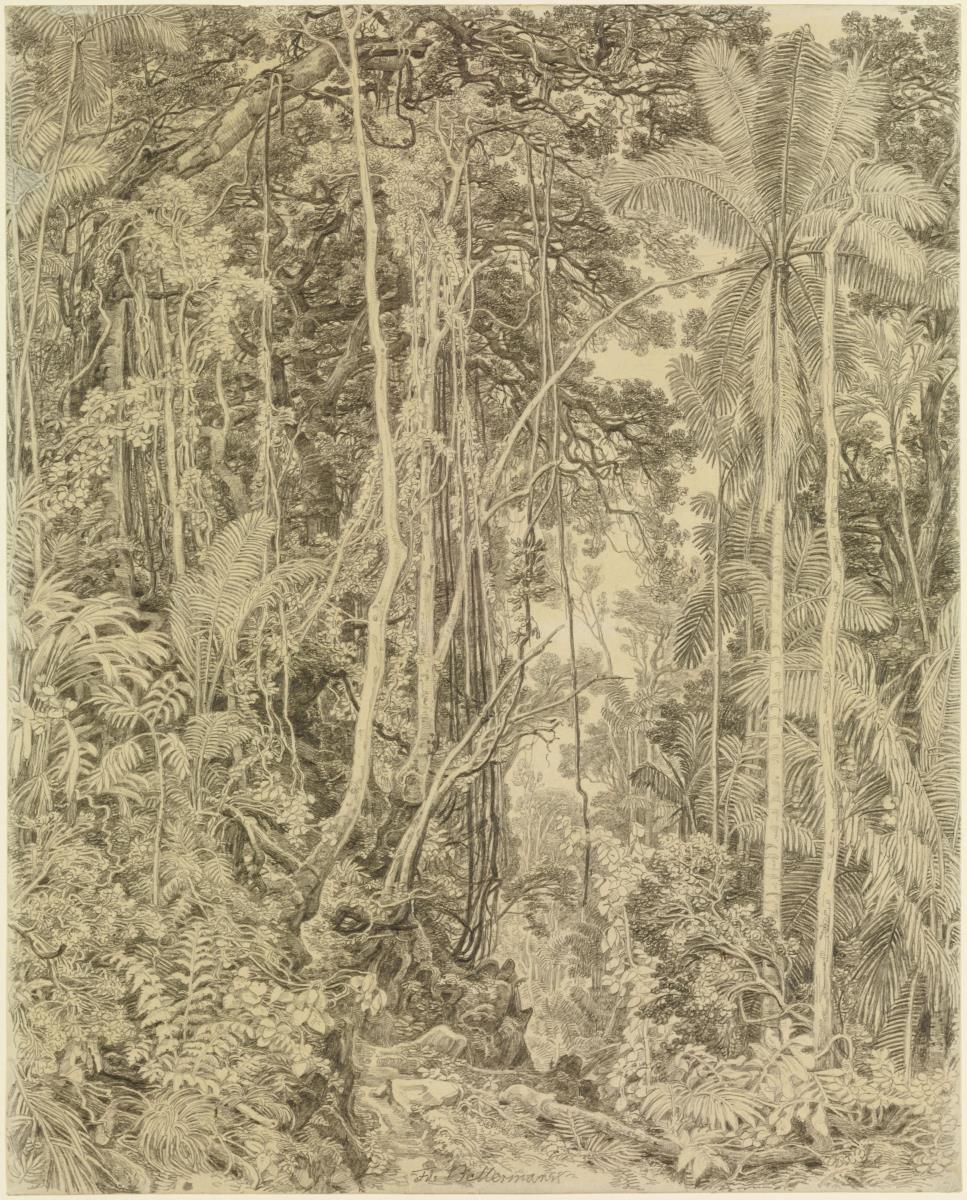 Waldinterieur mit Schlinggewächsen