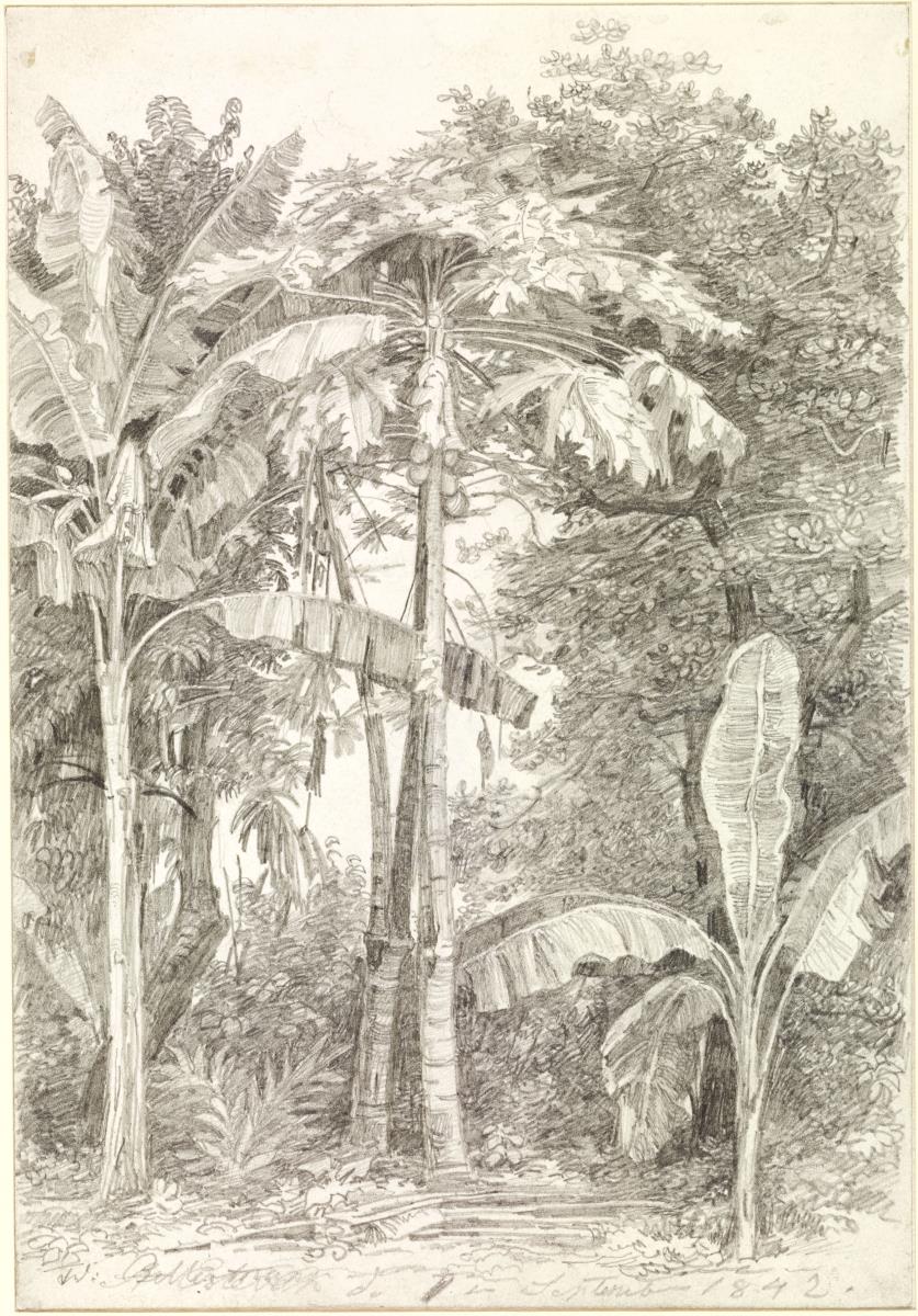 Bananen und tropische Bäume
