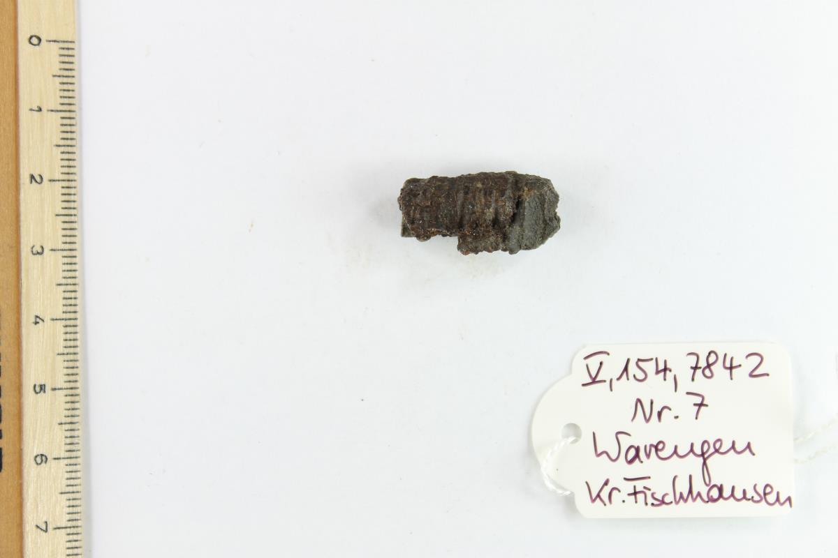 Fibelfragment