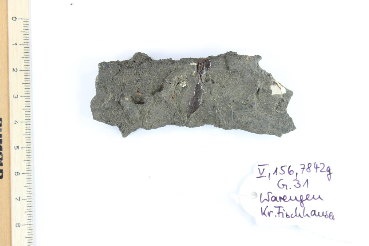 Schildfessel