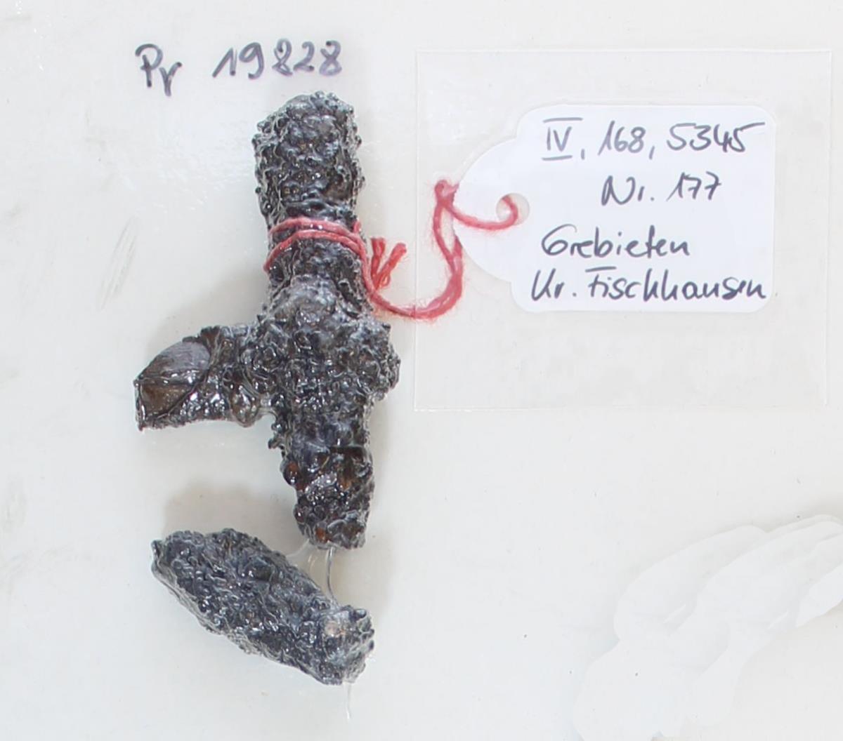 Fibelfragment