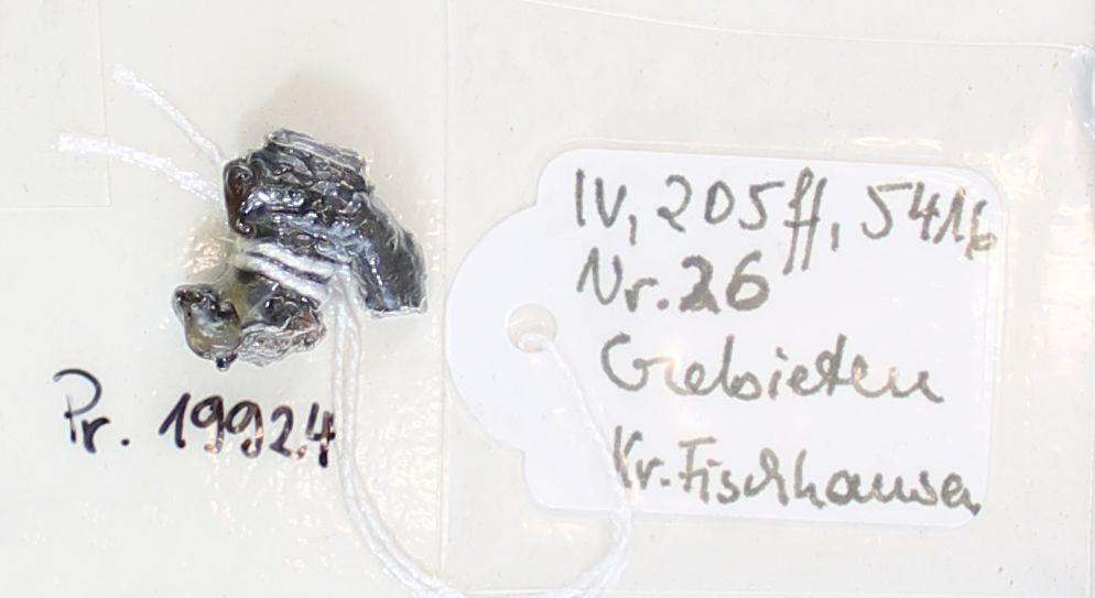 Fibelfragment