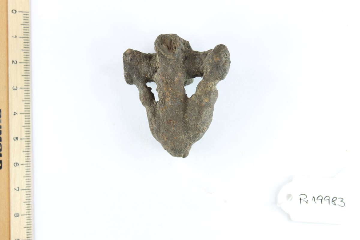Fibelfragment