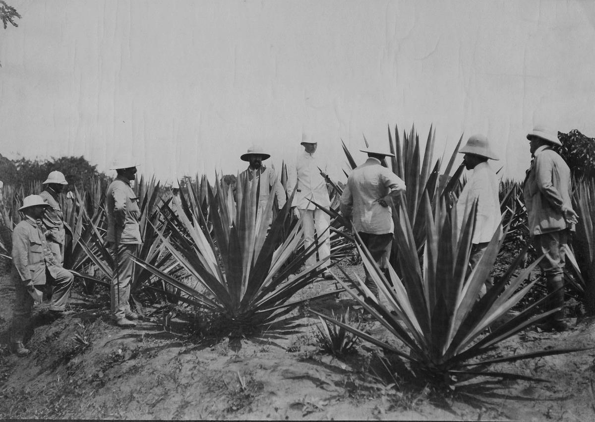 Kolonialbeamte auf der Prinz-Albrecht-Plantage (Sisal Agaven)