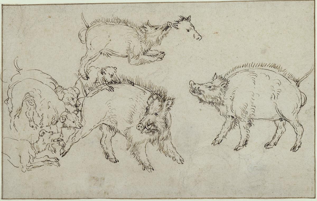 Wildschweine und Hunde