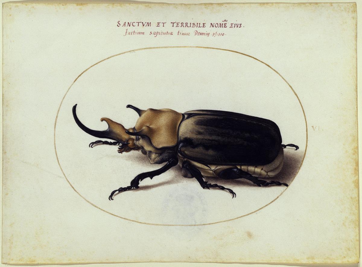 Elefantenkäfer, Blatt VI (gestochene Folge I, l)