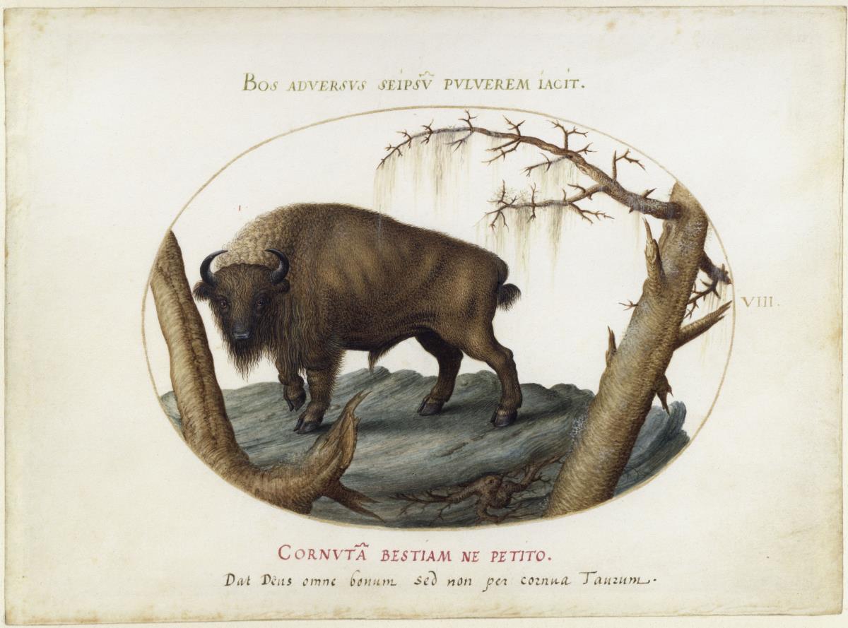 Büffel, Blatt VIII
