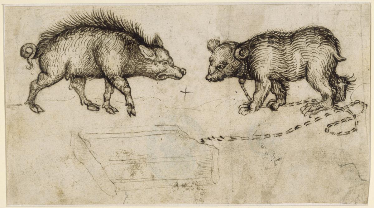 Eber und Bär