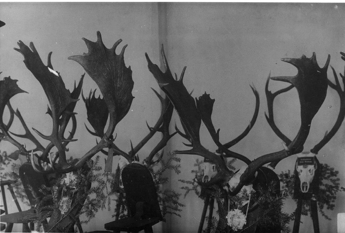 Trophäensammlung