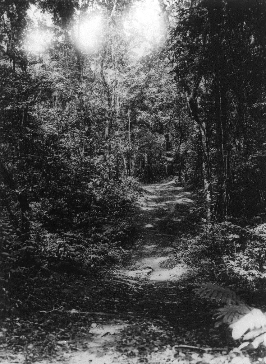 Ang.: Urwald Süd-Kamerun (vor 1914)