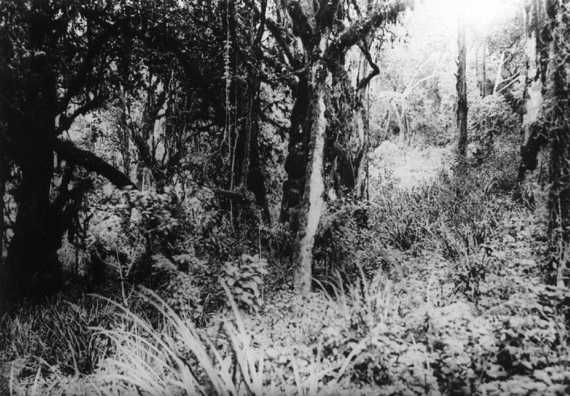 Kilimandscharo Urwald