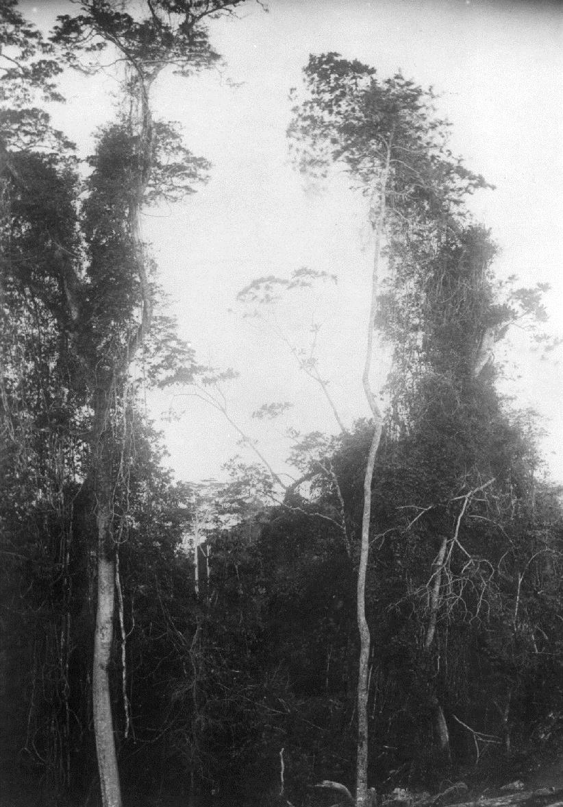 Bäume im Hochland (Vegetation)