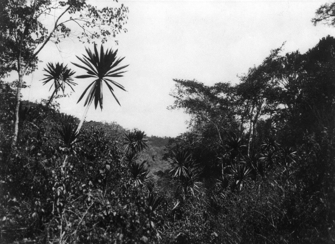 Vegetation
