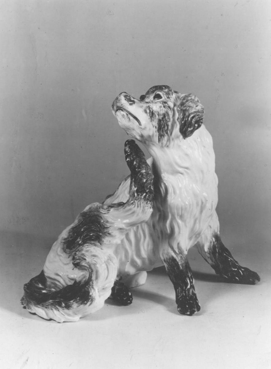Bologneserhund