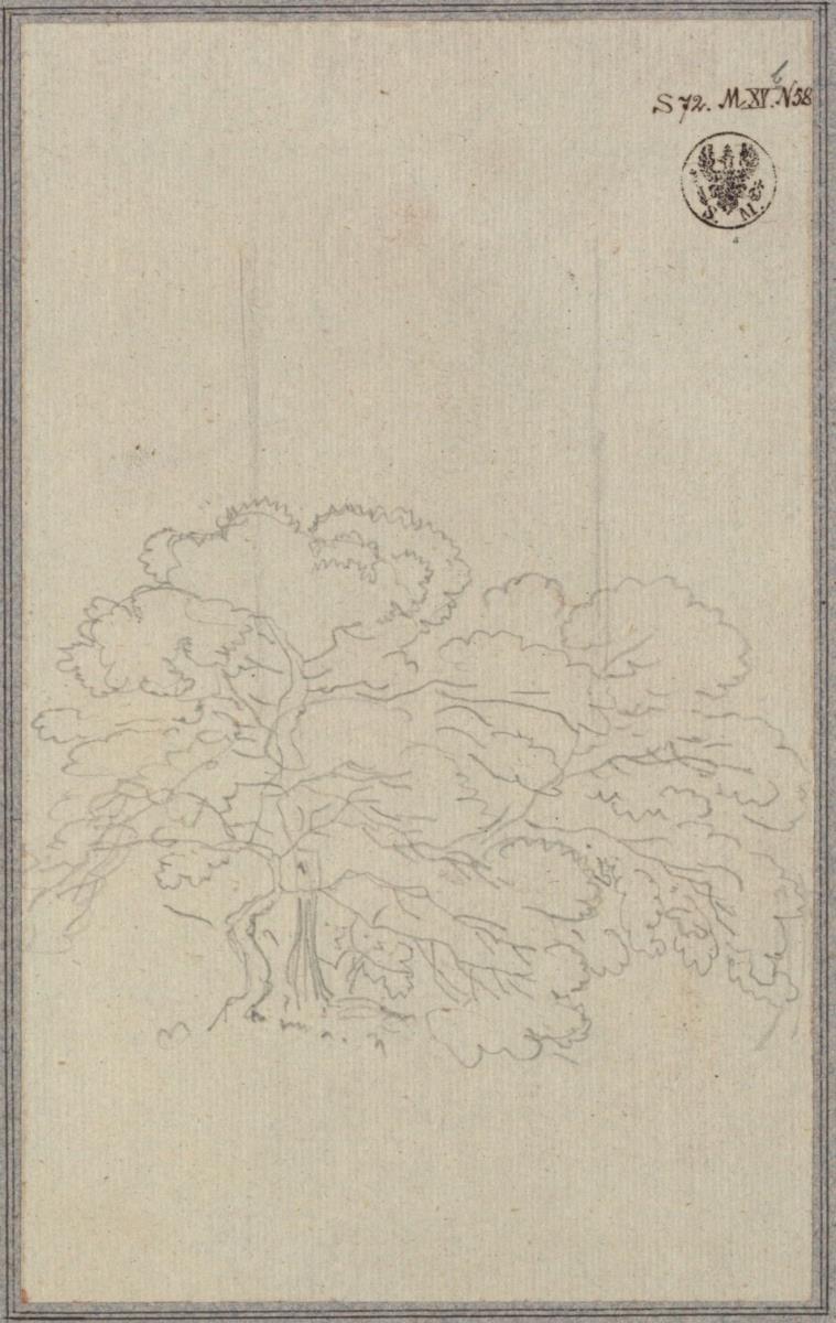 Baumstudie