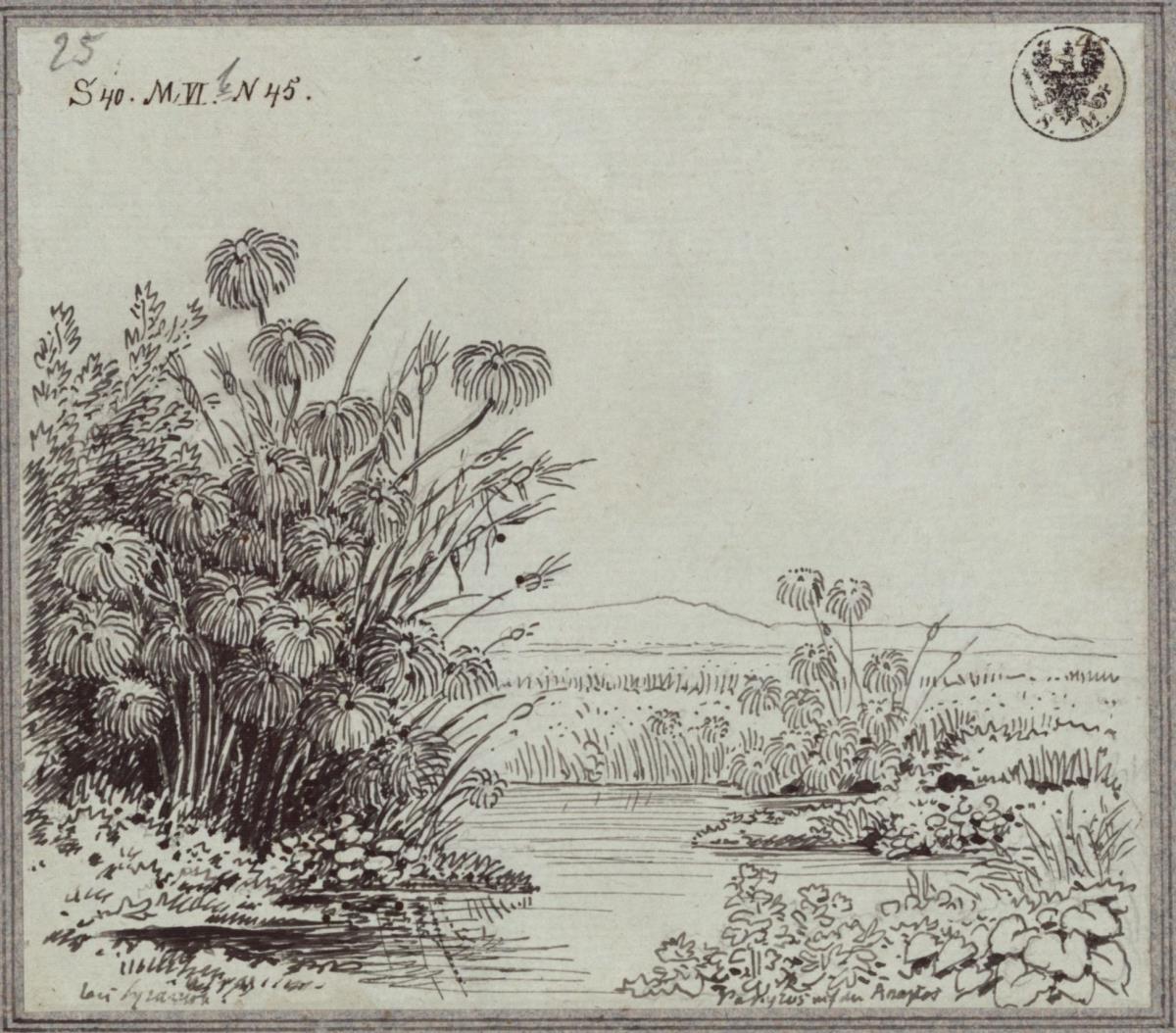 Papyrus am Anapo bei Syrakus