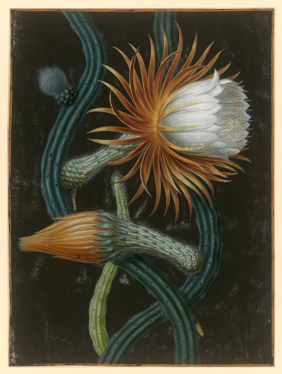 Blühende ‘Königin der Nacht’ (Cactus grandiflorus)