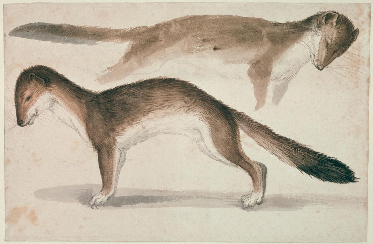 Zwei Wiesel